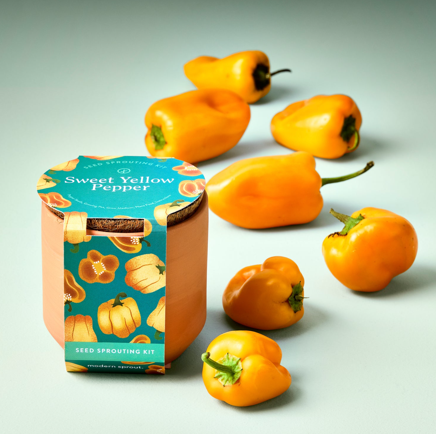 Sweet Yellow Pepper seed sprouting kit in terracotta pot with turquoise label, surrounded by fresh orange and yellow peppers