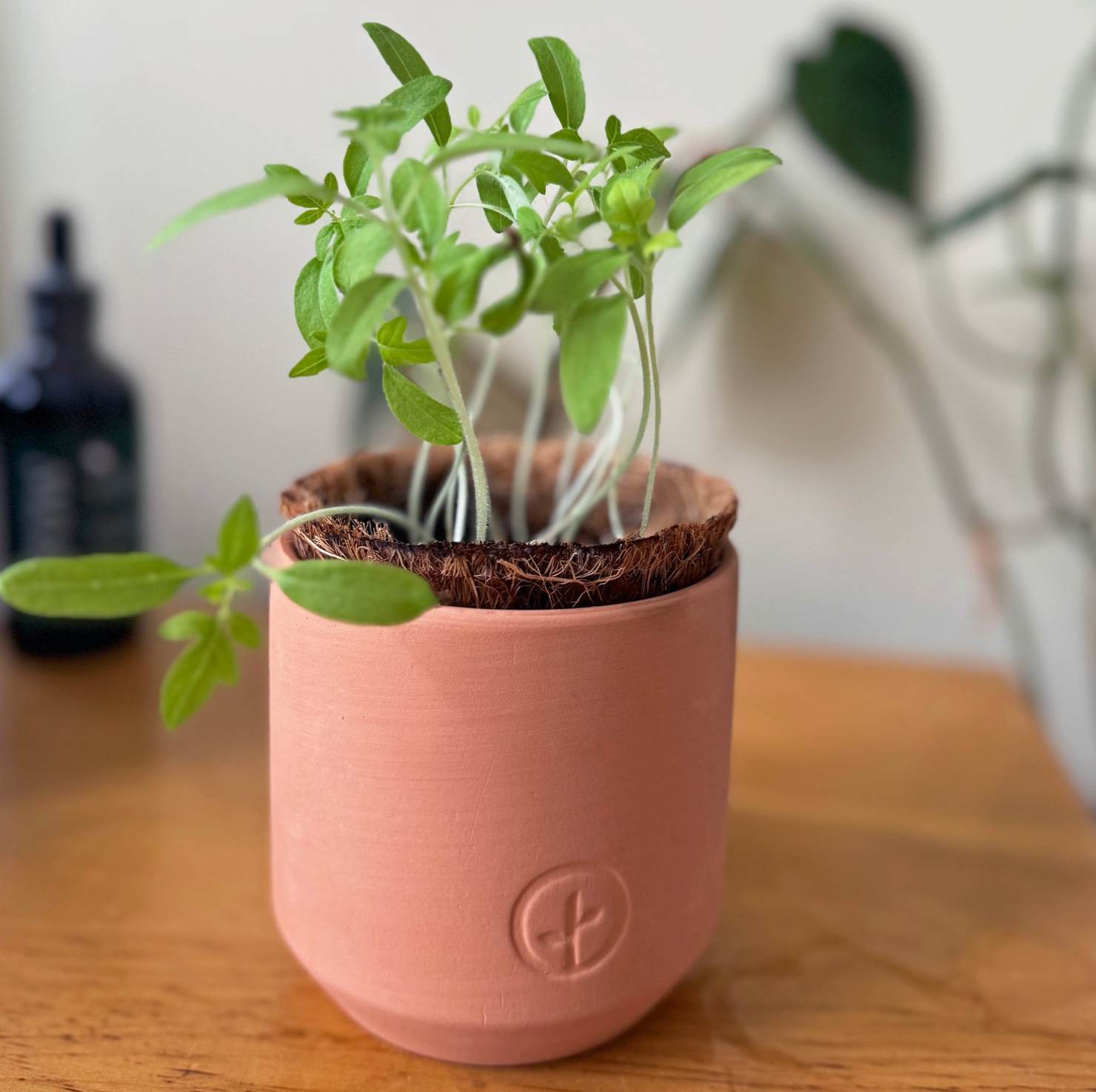 Pink ceramic self-watering planter with coconut fiber liner containing young herb seedlings on wooden table