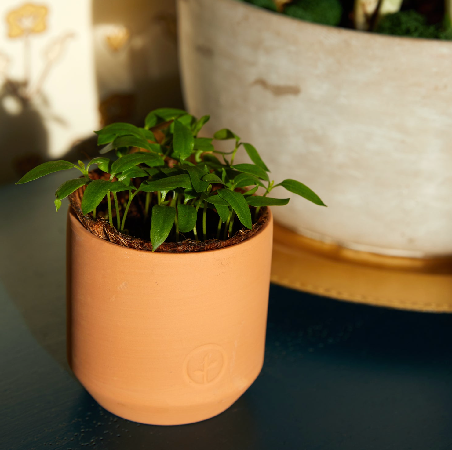 Small terracotta pot with green seedlings on blue surface, wooden shelf and blurred background visible
