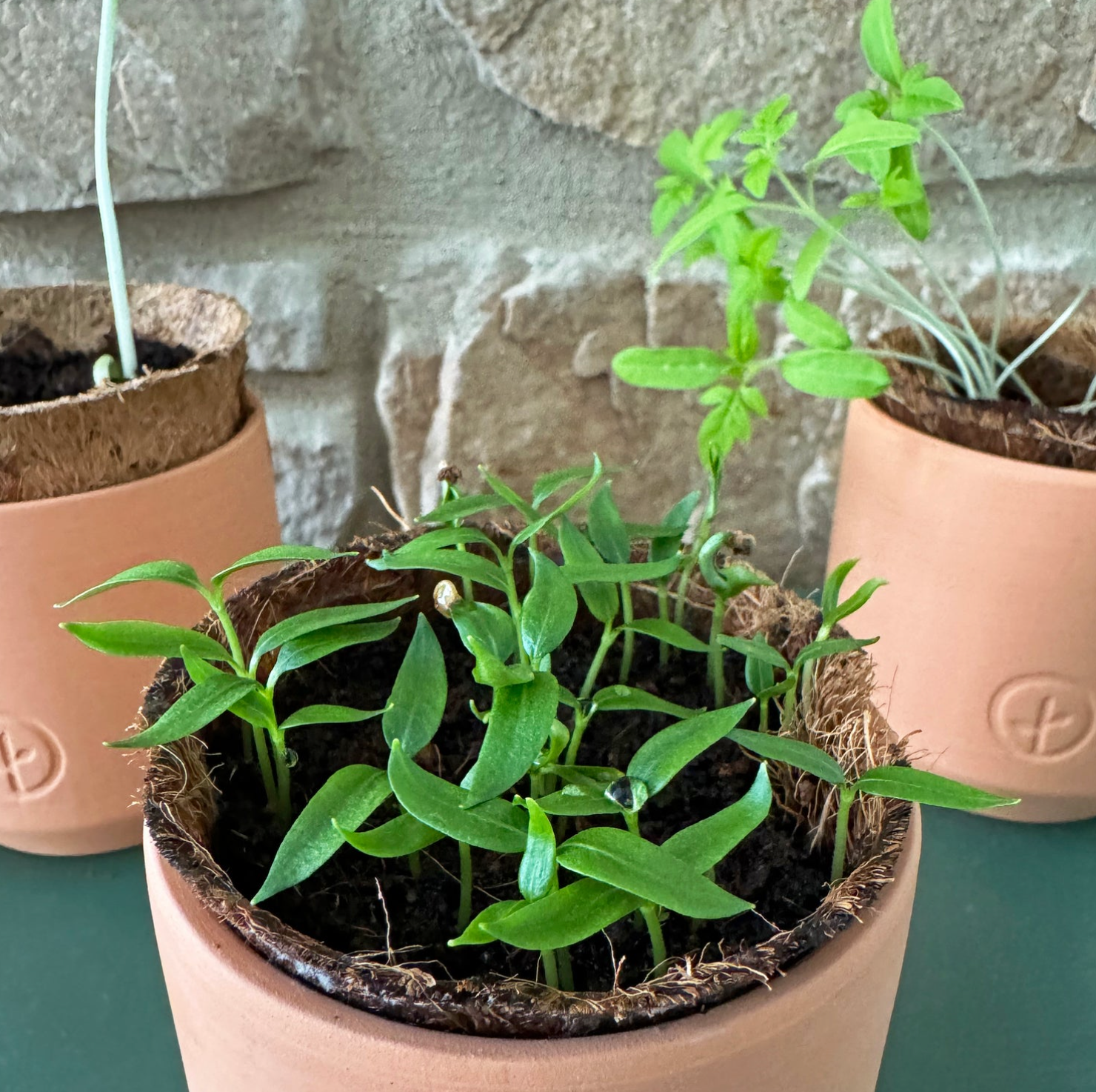 Terra cotta planter with coconut coir liner containing green seedlings against stone wall background