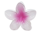 Wild Orchid