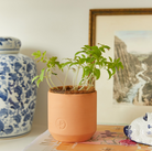 Terra cotta self-watering planter pot with growing tomato plant seedlings and coconut coir liner