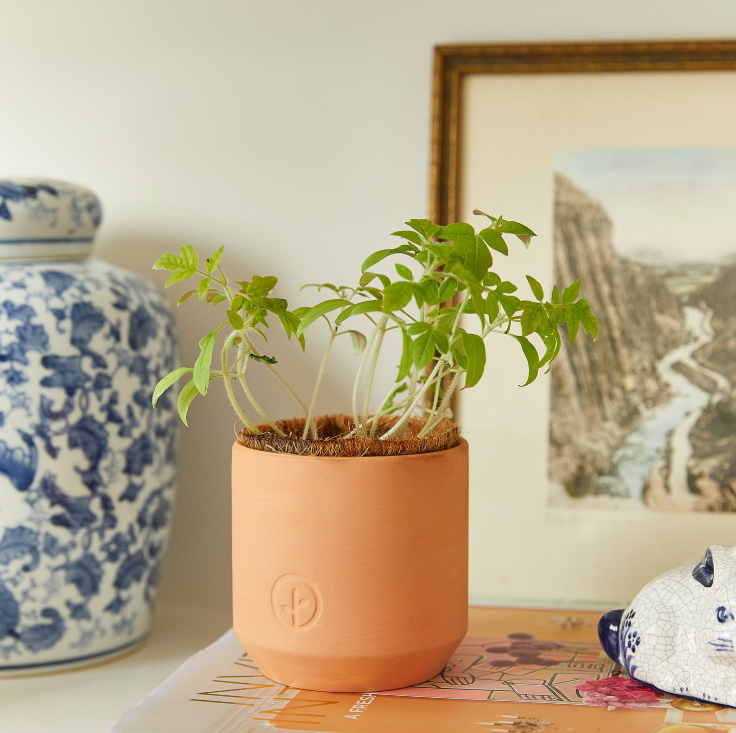 Terra cotta self-watering planter pot with growing tomato plant seedlings and coconut coir liner