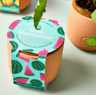 Baby Watermelon seed sprouting kit in terracotta pot with turquoise packaging featuring pink watermelon illustrations
