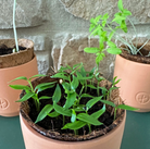 Terra cotta planter with coconut coir liner containing green seedlings against stone wall background