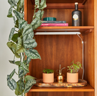Modern wooden shelving unit with plants, books, decorative bottle, and terracotta planters on marbled tray with brass watering can