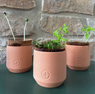 Three terracotta clay pots with embossed logos containing seedling plants with coconut fiber soil on green surface