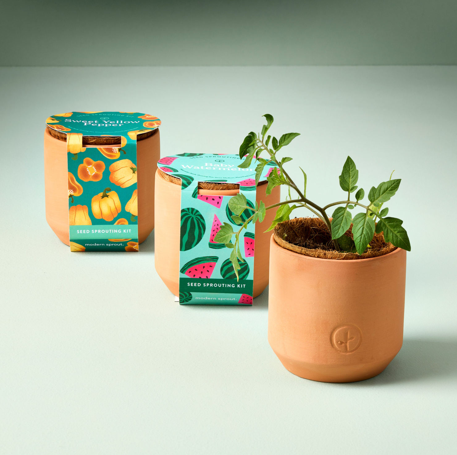 Terracotta seed sprouting kit with colorful fruit and vegetable patterned labels, including sprouted plant in pot