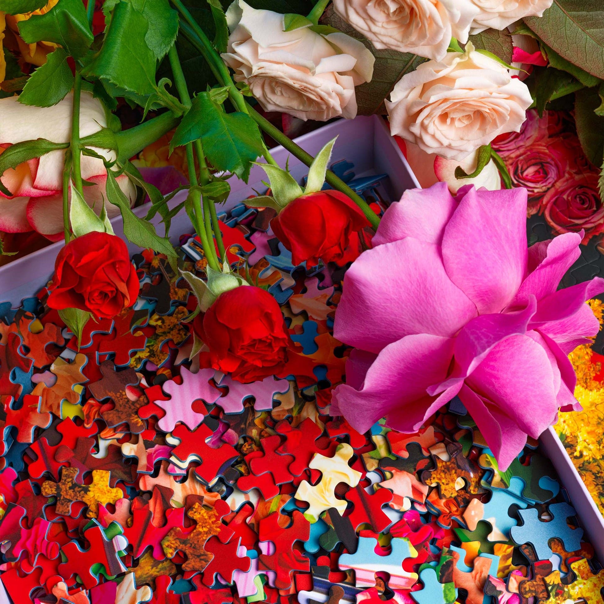 Colorful jigsaw puzzle pieces scattered among fresh roses in pink, red, and peach tones with green foliage